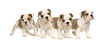 chiot bouledogue anglais