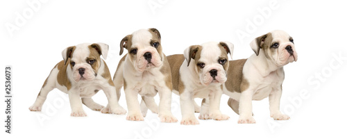 chiot bouledogue anglais