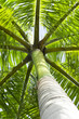 palm tree