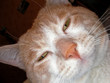bouille de chat