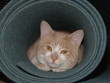 chat perché