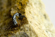 minerale di biotite