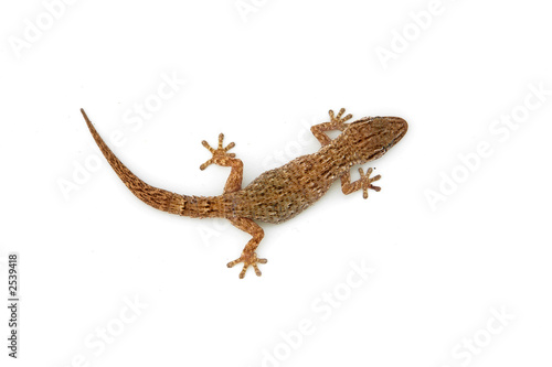 lizard lizard