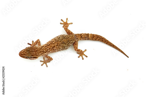 lizard lizard