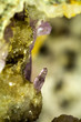minerale di quarzo