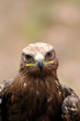 águila con mirada penetrante