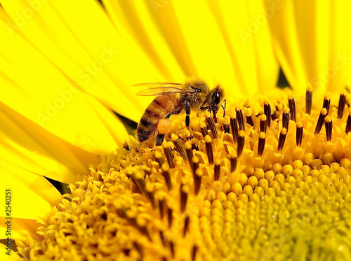 Photo: bee on a sunflower bee on a sunflower