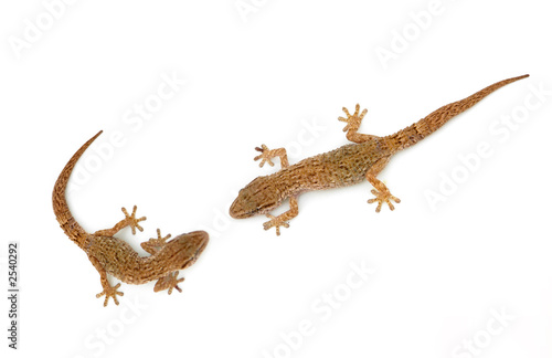 lizard lizard