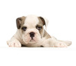chiot bouledogue anglais