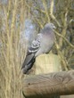 pigeon