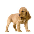 chiot cocker anglais