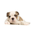 chiot bouledogue anglais