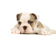chiot bouledogue anglais