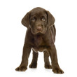 chiot labrador devant un fond  blanc