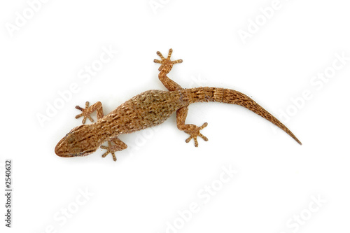 lizard lizard