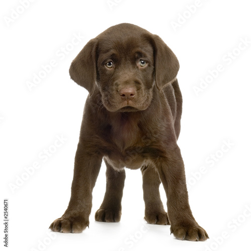 Photo: chiot labrador devant un fond blanc chiot labrador devant un fond blanc