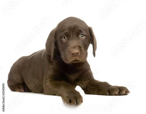 Foto: chiot labrador devant un fond blanc chiot labrador devant un fond blanc