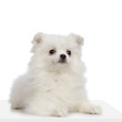 chiot keeshond ou spitz loup