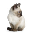 chaton siamois