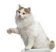 chat de sibérie