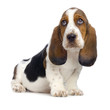 chiot basset artésien