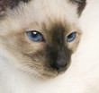 chaton siamois