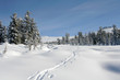winter forest in mountains, ski-track