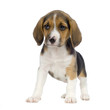 chiot beagles