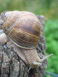 weinbergschnecke auf holz