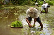 Photo: rice field rice field