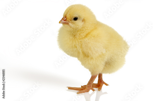 Foto: easter chick isolated easter chick isolated