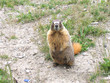 yellow-bellied marmot 9