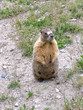 yellow-bellied marmot  6