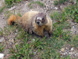 yellow-bellied marmot 4