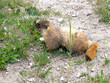 yellow-bellied marmot  2