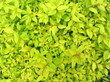 leaf background