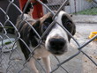 homeless dog