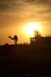 camel in egypt