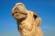 camel