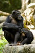 chimpanzees