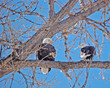 bald eagles