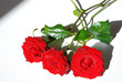 roses  rouges