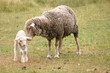 lamb and mother sheep