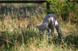 lamb