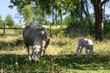 lamb and mother sheep