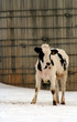 Photo: veau veau