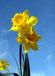 fleur jonquille