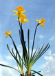 plant de jonquille