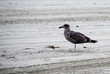 mouette