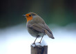 winter robin